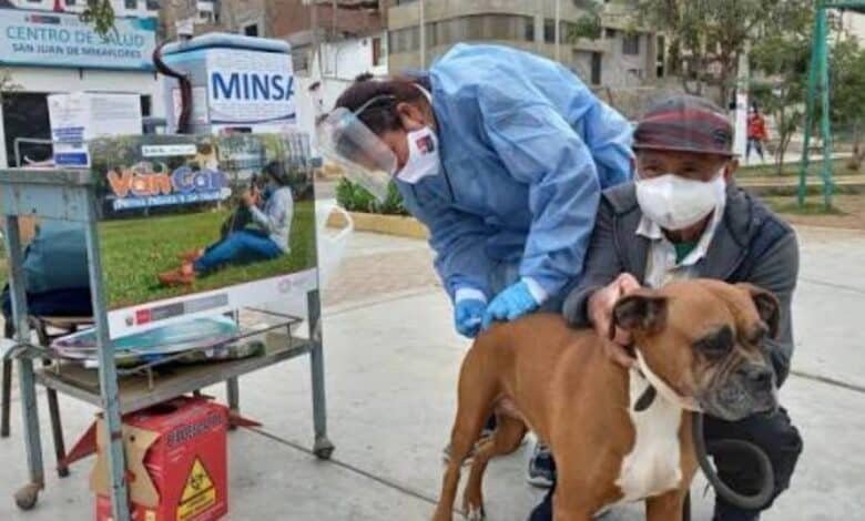Inicia vacunación masiva en marzo contra la rabia