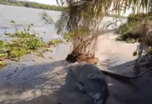 Localizan manatí muerto en Paraíso