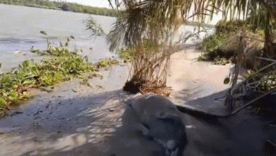 Localizan manatí muerto en Paraíso