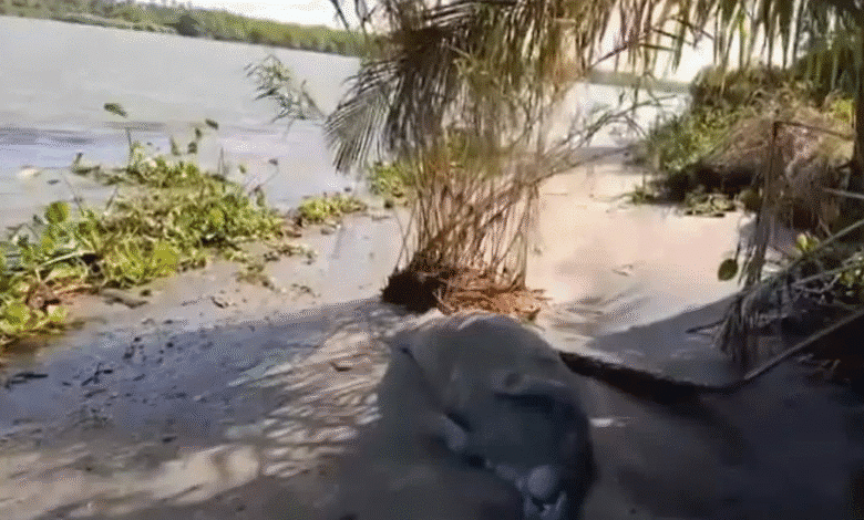 Localizan manatí muerto en Paraíso