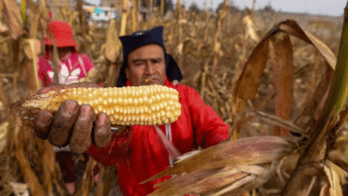 México importó 24.5 millones de toneladas de maíz en 2025, pese a producción nacional