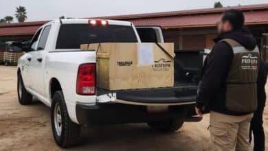 Profepa traslada 640 tortugas aseguradas en Tijuana hacia Tabasco