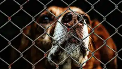 Propuesta de estatua en Centro busca concientizar sobre maltrato animal