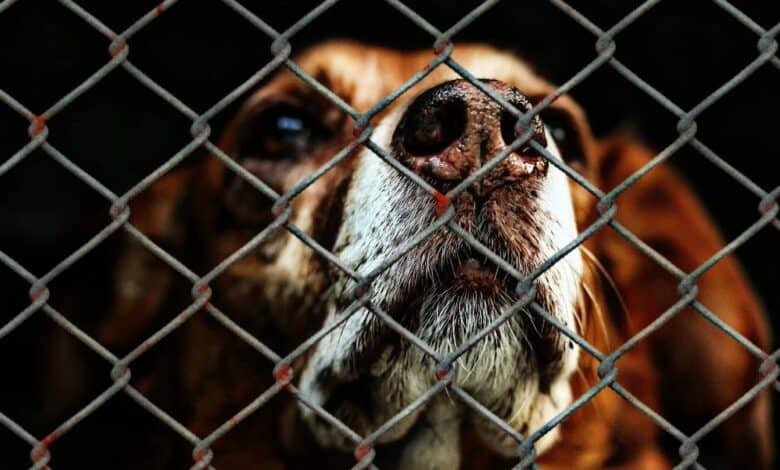 Propuesta de estatua en Centro busca concientizar sobre maltrato animal