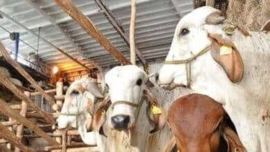 Activan Crédito Ganadero a la Palabra en Huimanguillo