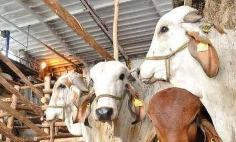 Activan Crédito Ganadero a la Palabra en Huimanguillo