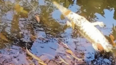 Reportan hallazgo de cocodrilo sin vida en las Ilusiones