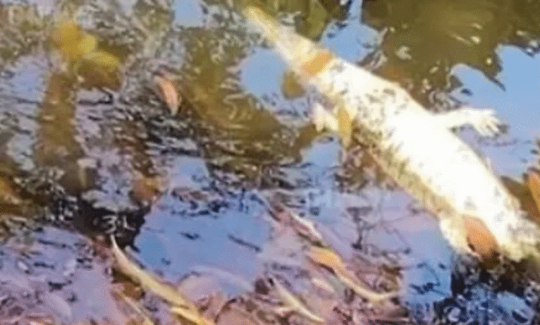 Reportan hallazgo de cocodrilo sin vida en las Ilusiones