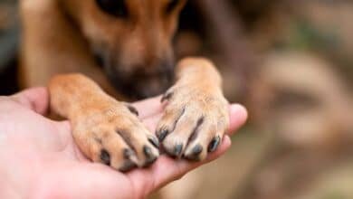 Tabasco avanza en protección animal con padrón de refugios oficiales