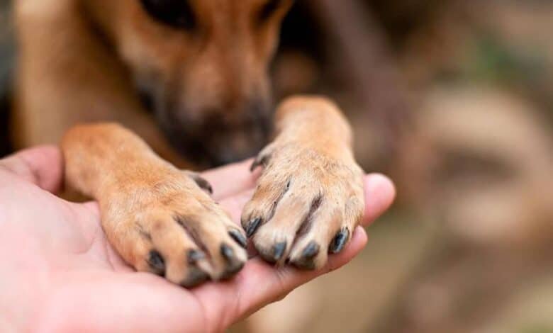 Tabasco avanza en protección animal con padrón de refugios oficiales