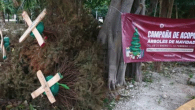 Tabasco busca reciclar más de mil árboles navideños