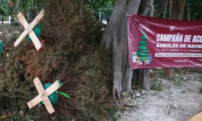 Tabasco busca reciclar más de mil árboles navideños
