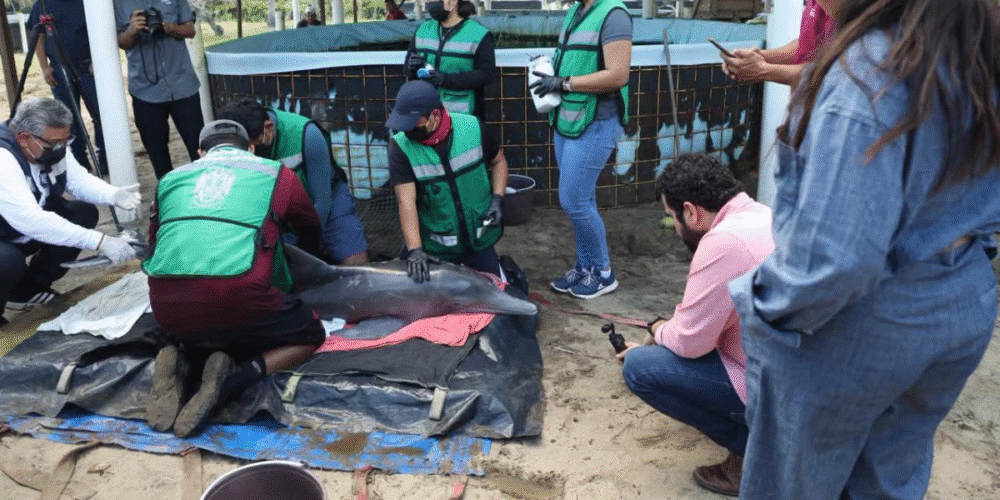 Unen esfuerzos para salvar a delfín rescatado en Centla; su salud es reservada