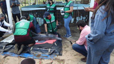 Unen esfuerzos para salvar a delfín rescatado en Centla; su salud es reservada