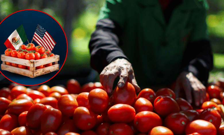 ¿Qué está pasando con el jitomate? El producto estrella del campo en México entra en crisis