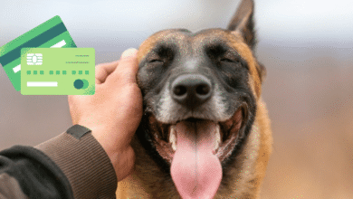 ¿Tienes mascotas en casa? Así puedes hacer el registro obligatorio en el RUAC