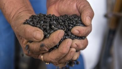 AGRICULTURA y Verde Valle acuerdan compra de frijol a precio justo (Foto de internet)