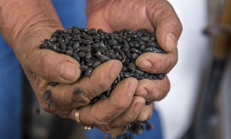 AGRICULTURA y Verde Valle acuerdan compra de frijol a precio justo (Foto de internet)