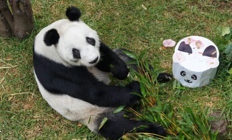 ¡Se queda en México! Xin Xin la panda que no puede reclamar China (Foto de Sedema)