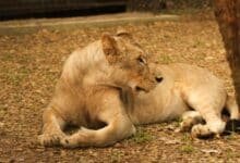 El Yumká asume custodia de leona africana tras aseguramiento federal