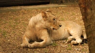 El Yumká asume custodia de leona africana tras aseguramiento federal