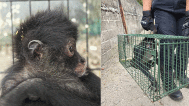 En operativo especial, bomberos recatan mono araña