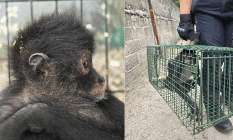 En operativo especial, bomberos recatan mono araña