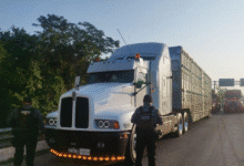 Investigan procedencia de mega cargamento de ganado asegurado en Tabasco