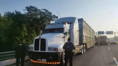 Investigan procedencia de mega cargamento de ganado asegurado en Tabasco