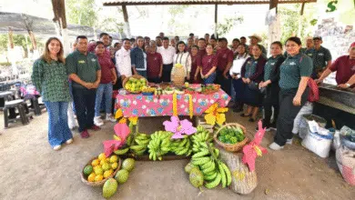 Javier May proyecta la siembra de 30 millones de árboles