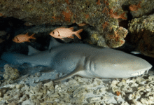 La cueva de los tiburones dormidos en Isla Mujeres, un fenómeno único en el Caribe mexicano