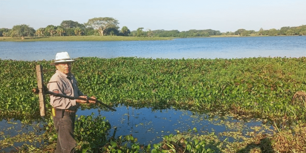 Lanzan ofensiva para rescatar la Laguna Leona Vicario de la plaga del lirio