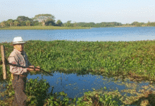 Lanzan ofensiva para rescatar la Laguna Leona Vicario de la plaga del lirio