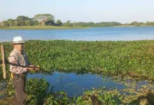 Lanzan ofensiva para rescatar la Laguna Leona Vicario de la plaga del lirio