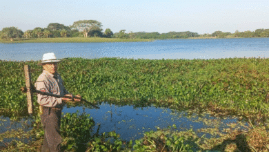 Lanzan ofensiva para rescatar la Laguna Leona Vicario de la plaga del lirio