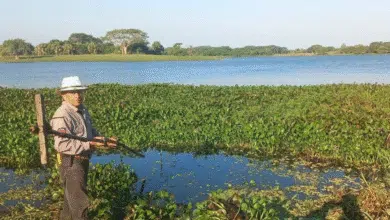 Lanzan ofensiva para rescatar la Laguna Leona Vicario de la plaga del lirio