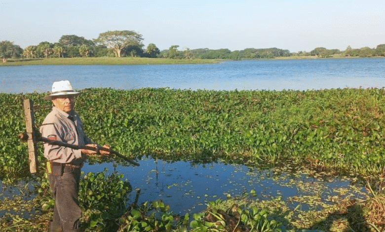 Lanzan ofensiva para rescatar la Laguna Leona Vicario de la plaga del lirio