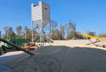 Llama AGRICULTURA a productoras y productores a recibir el incentivo al maíz blanco en seis estados