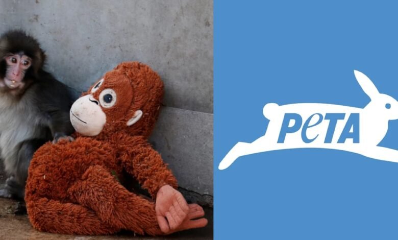 PETA se va contra contra zoológico de Japón donde vive "Punch" (Foto de internet)