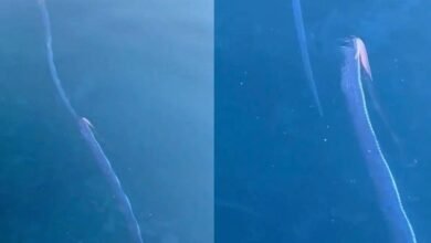 Pez del Juicio Final captado en aguas de Japón