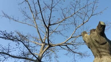 Alertan por calor extremo y riesgo de incendios. (Foto: Redes Sociales).
