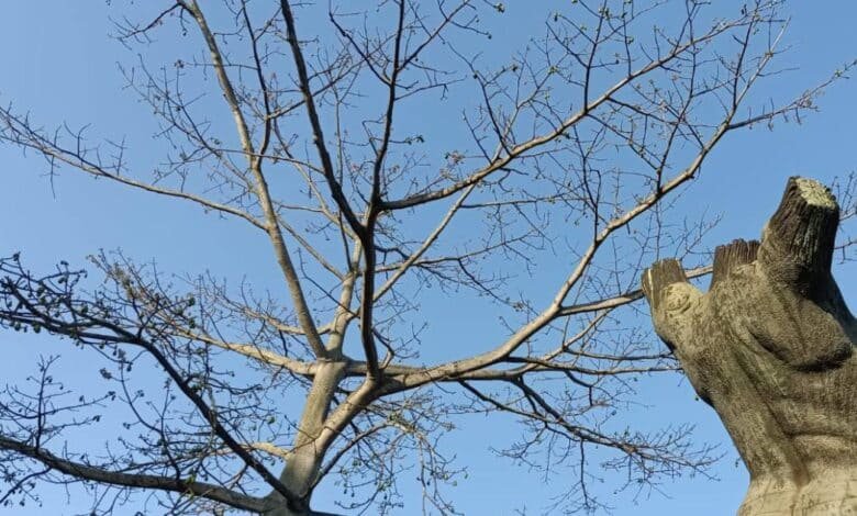 Alertan por calor extremo y riesgo de incendios. (Foto: Redes Sociales).