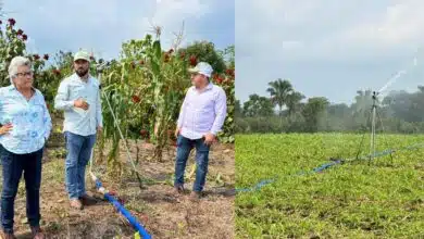 Empieza a florecer el maíz con sistema de riego tecnificado