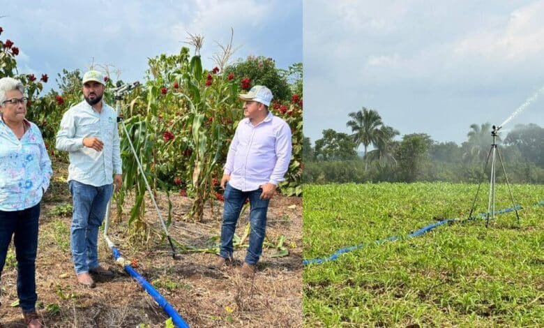 Empieza a florecer el maíz con sistema de riego tecnificado