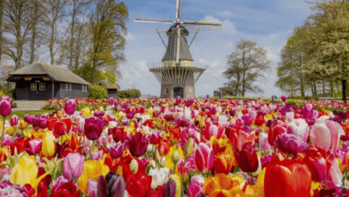 Keukenhof, conocido como el “Jardín de Europa”, es uno de los destinos turísticos más impresionantes de Holanda y una parada obligatoria para quienes desean vivir la experiencia de los tulipanes en su máximo esplendor.
