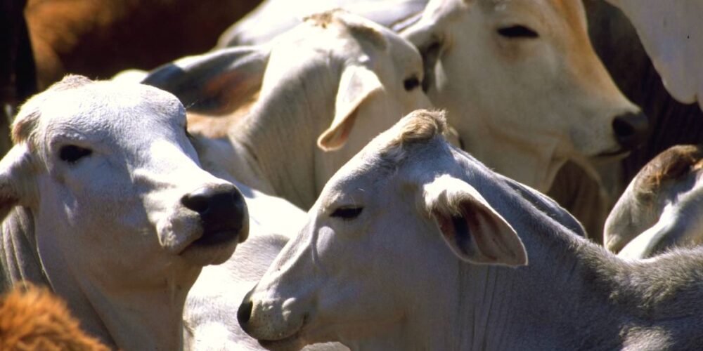 Riesgo sanitario y pérdidas económicas por brucelosis en el ganado