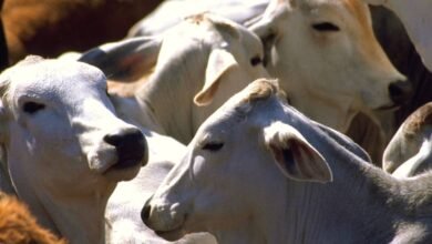 Riesgo sanitario y pérdidas económicas por brucelosis en el ganado