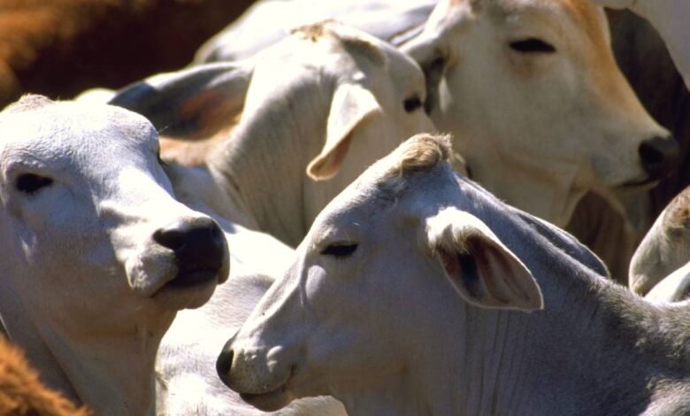 Riesgo sanitario y pérdidas económicas por brucelosis en el ganado