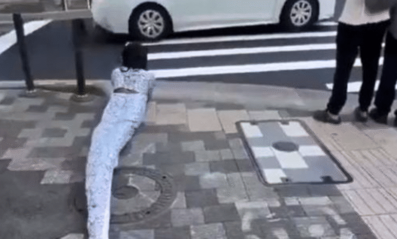 Therian serpiente causa polémica en Japón