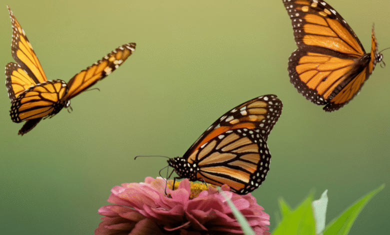 Todo lo que debes saber para visitar la Mariposa Monarca en Michoacán este 2026